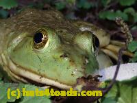 /home//u458753944/public_html/sourcegallery////////////////////////////Frogs/Bullfrogs 2020-09 Upper Merion/P9280708.JPG